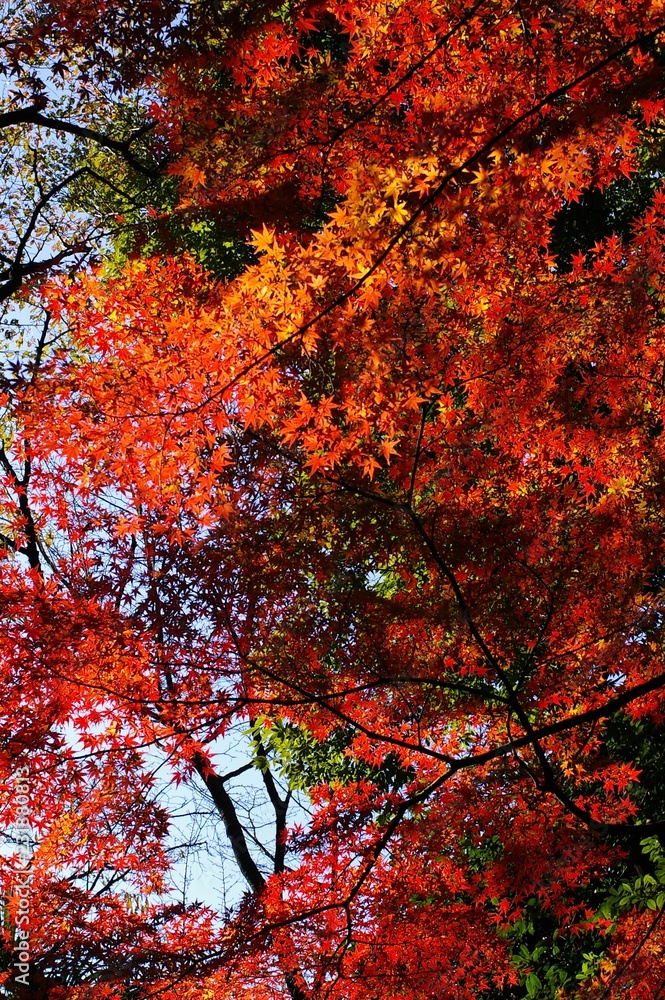 秋の景色(東京,新宿)