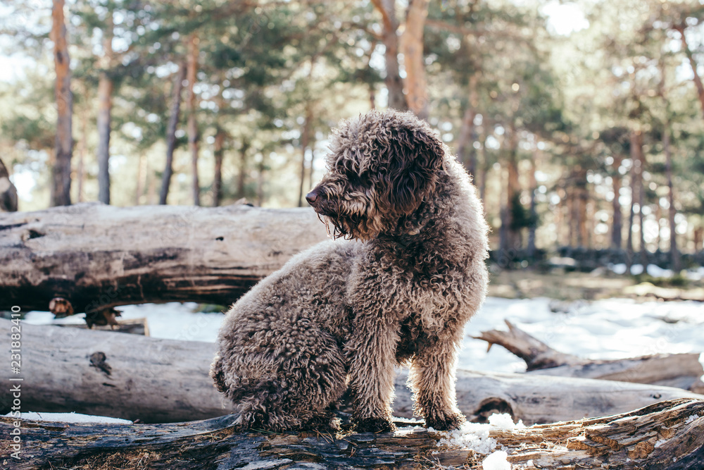 .Funny and sweet brown spanish water dog playing in the snow a nice winter day. Walking through the mountains while having fun. Lifestyle. Pet friendly.