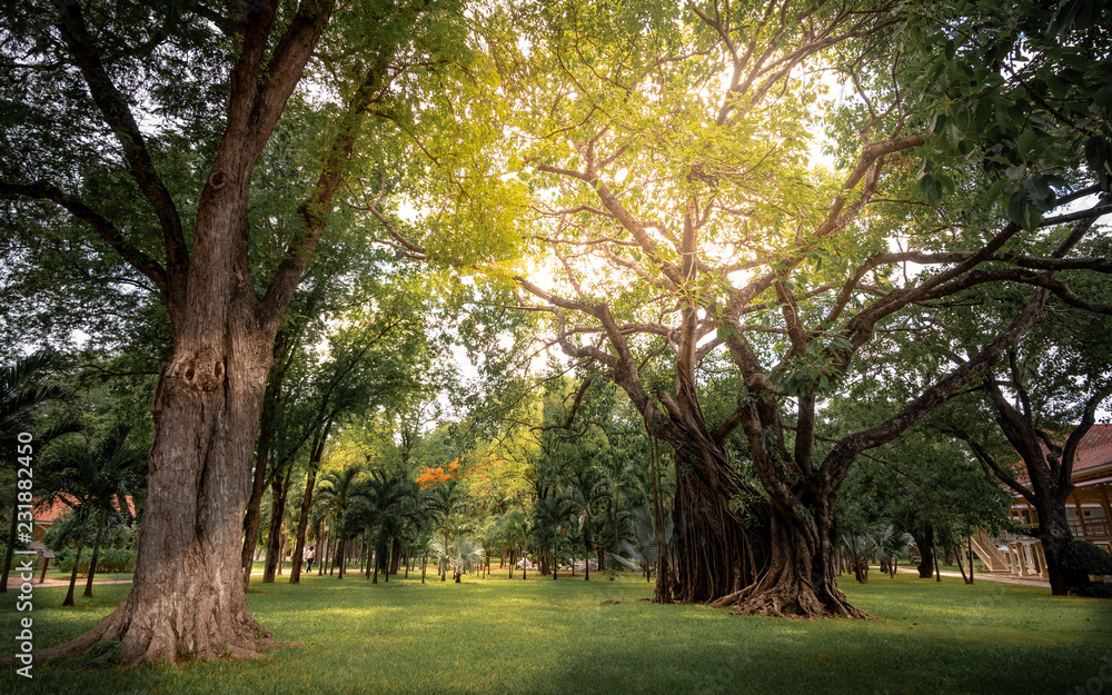 On a bright day amongst the trees in the park with morning sun. On a bright day amongst the trees in the park with morning sun.