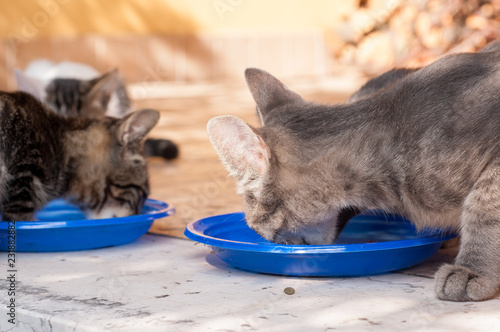 Canvas Print homeless cats eat cat food on the street