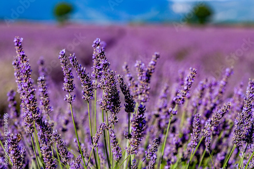 field of lavender