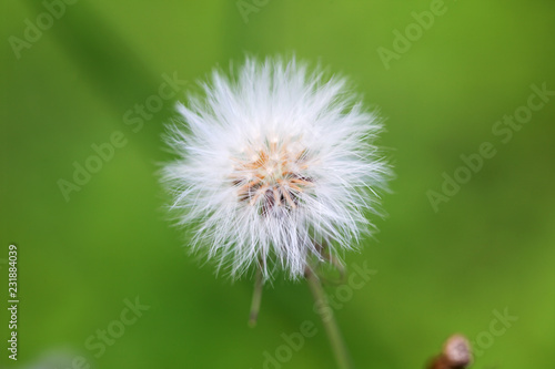 close up of dandilion with green background