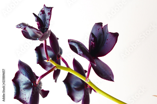 dark black orchid flower on a light background photo