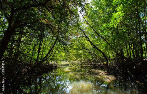 Fototapeta Naklejka Na Ścianę i Meble -  Mangrove Trees Thailand