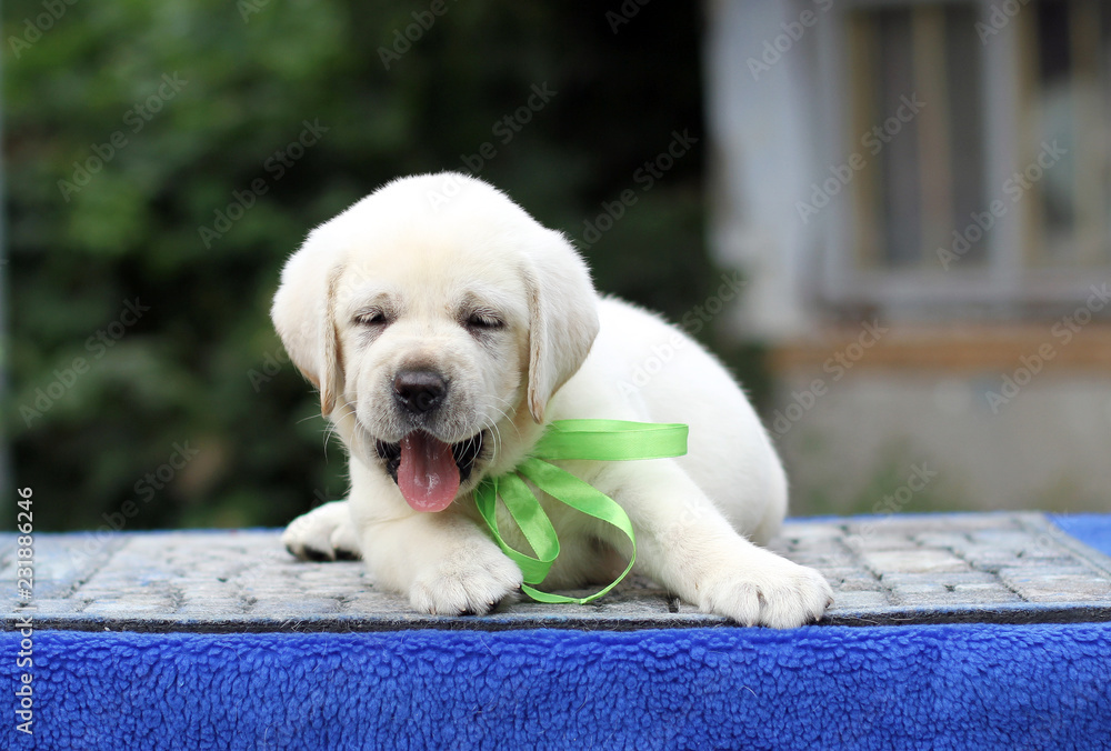 the little labrador puppy on a blue background the little labrador puppy on a blue background