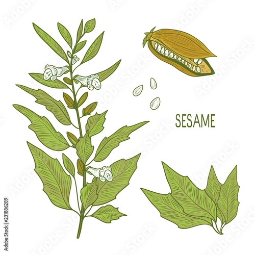 Sesame. Plant, leaf, seed, flower. Sketch.