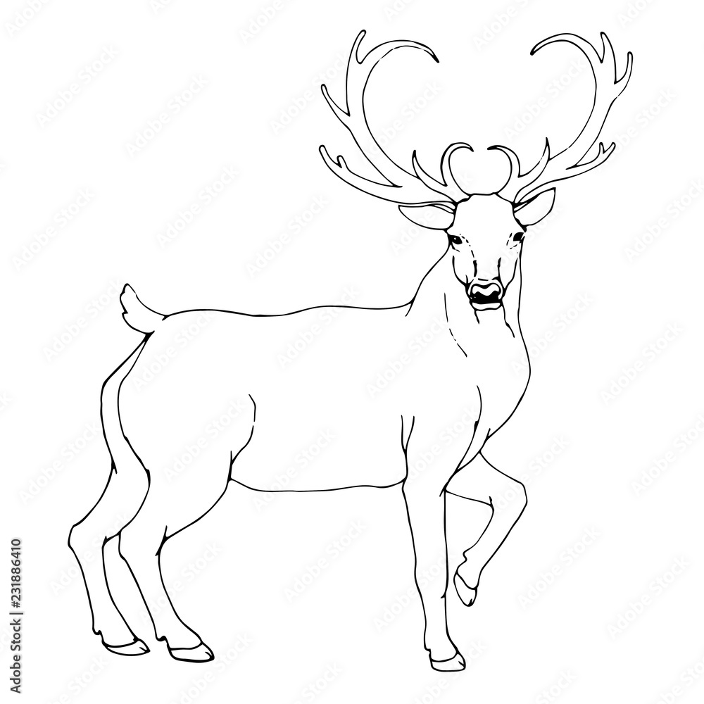 deer,hand draw,vector
