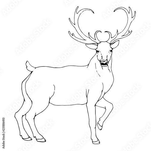 deer hand draw vector