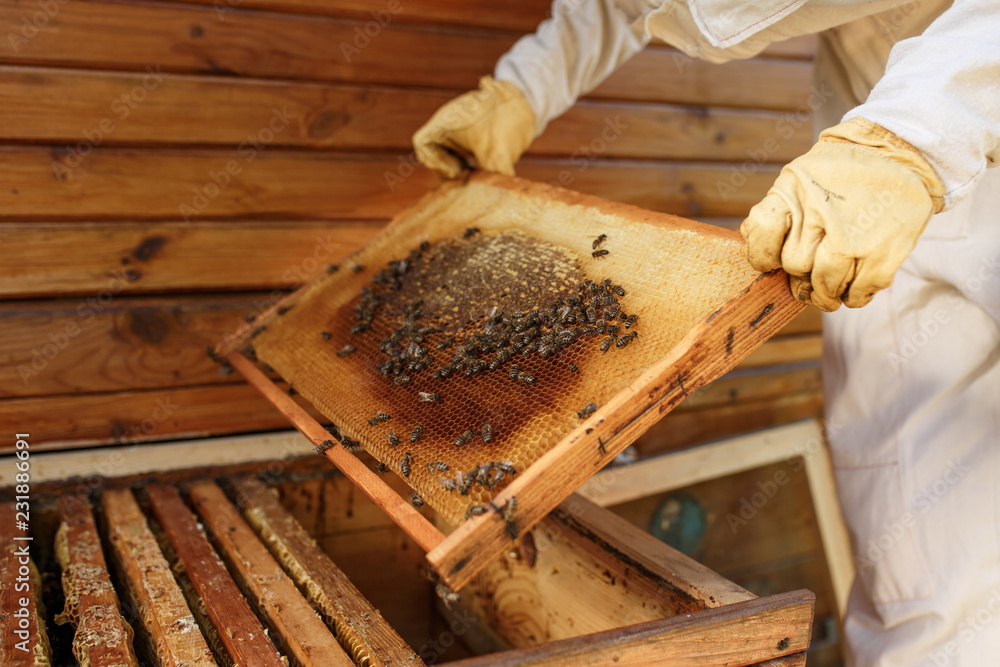 hands of beekeeper pulls out from the hive a wooden frame with honeycomb. Collect honey. Beekeeping concept