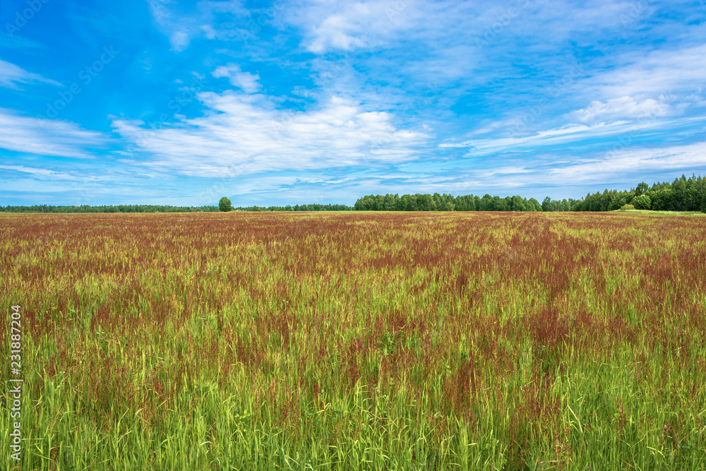 Obraz premium A large field with red flowers on a summer sunny day.