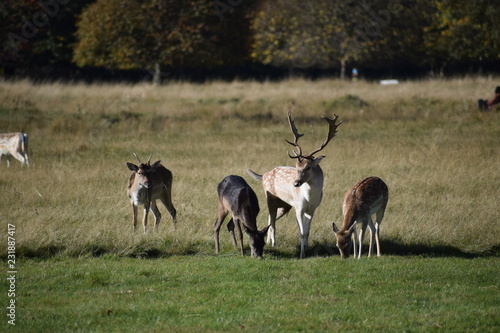 herd of fallow deer