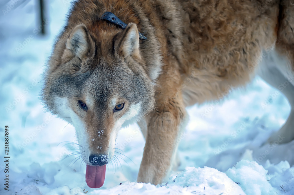 Fototapeta premium one-eyed gray wolf in a collar on a winter background in a shelter