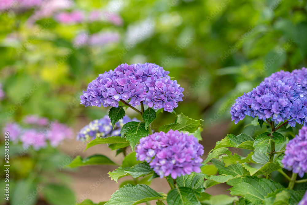 青紫色のアジサイの花