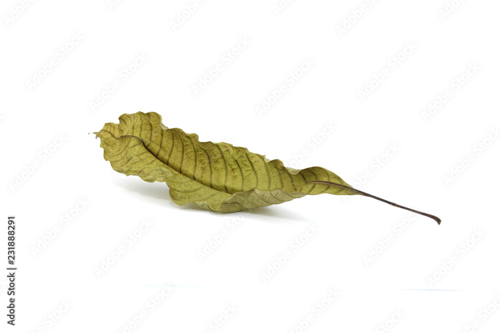dry leaf isolated on white background. dry leaf isolated on white background.
