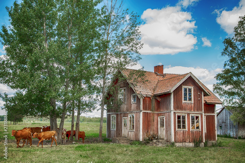 Wallpaper Mural old wooden house and cow Torontodigital.ca