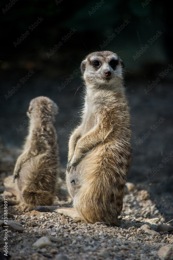 meerkat on guard meerkat on guard