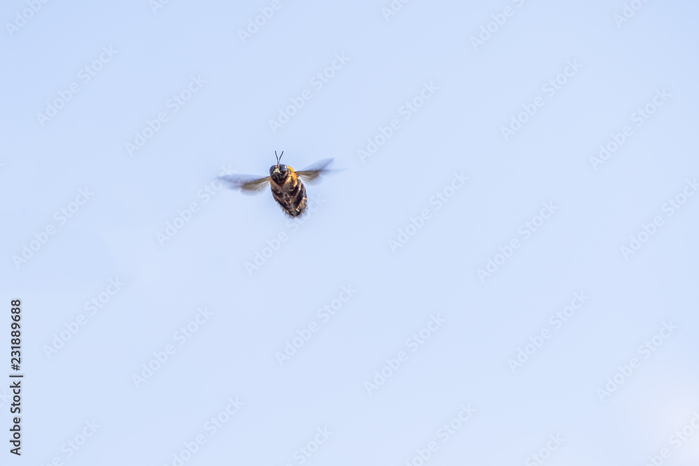 Fototapeta premium bumble bee in the air
