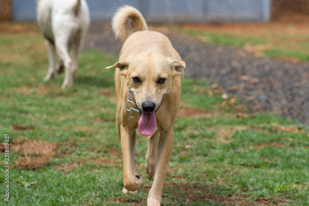 Dog playing on the lawn