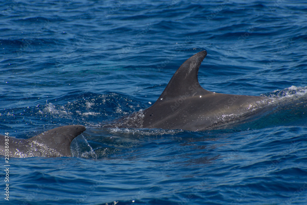 Fototapeta premium Delfine