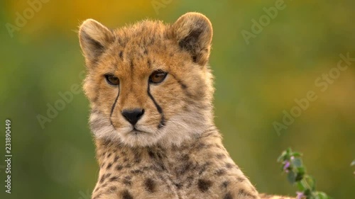 Watchful juvenile cheetah 