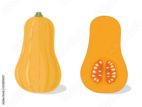vector, print, background, illustration, art, graphic, design, isolated, hand drawn,   food, cuisine, cooking, eat, squash, butternut, butternut squash, fruit, fall, autumn, agriculture, garden, harve