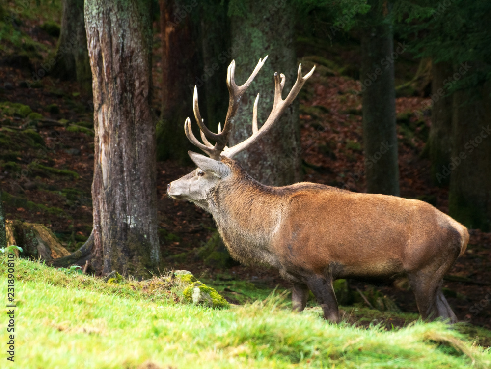 Hirsch Hirsch