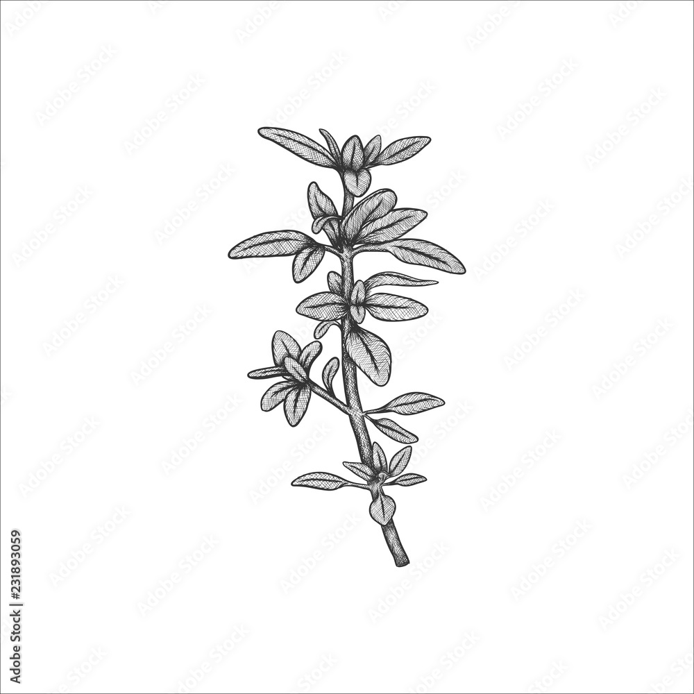 Handrawn herb thyme vector illustration Handrawn herb thyme vector illustration
