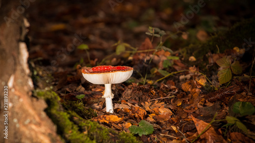 Large red fly agaric with white lamella in a forest with autumn light