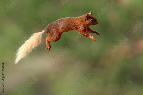 Flying Jumping Red Squirrel