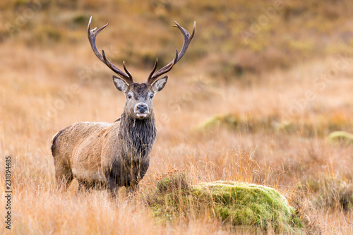 Scottish Red Deer Stag © markmedcalf