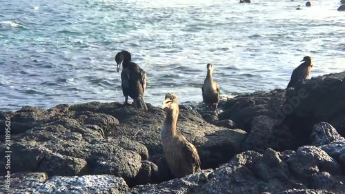 Flightless Cormorant - short wings show Darwin's proof of evolution in the Galapagos photo