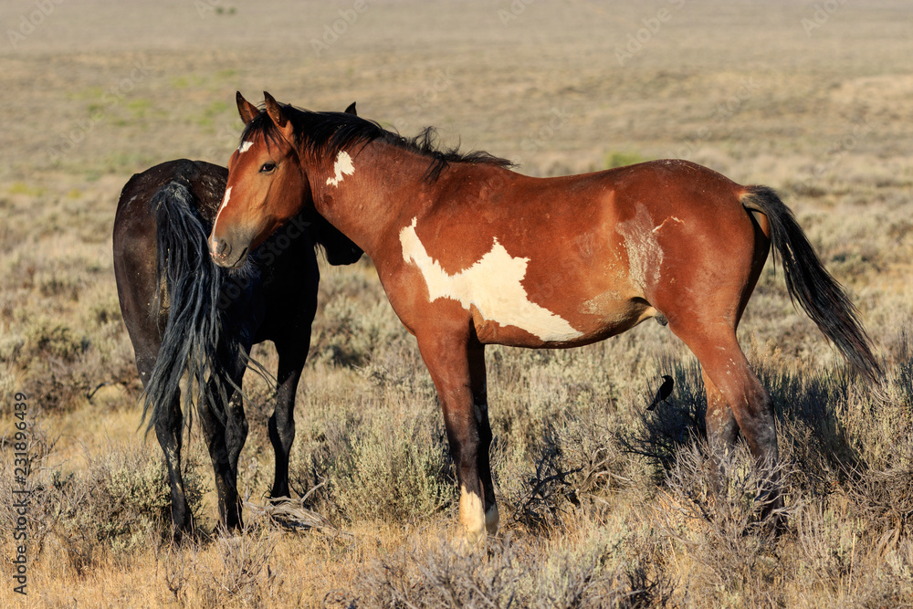 Fototapeta premium Wild horses in the Colorado High Desert