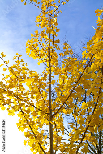 Fototapeta Naklejka Na Ścianę i Meble -   Ginkgo mit leuchtend gelben Blättern im Herbst