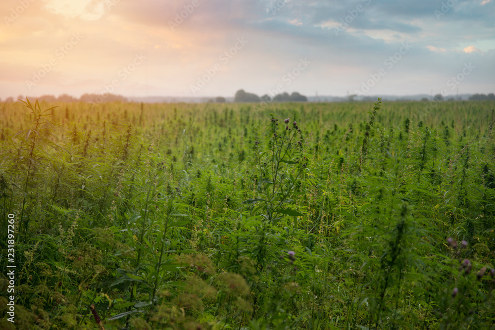 Naklejka premium fields of industrial hemp in Estonia