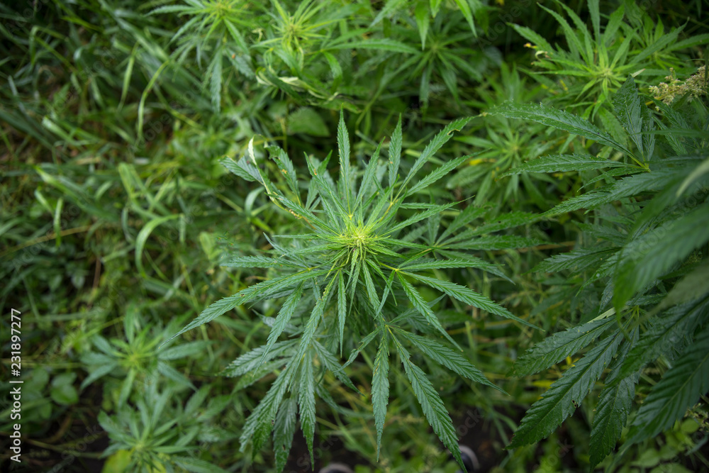 fields of industrial hemp in Estonia fields of industrial hemp in Estonia