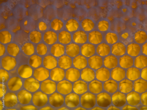 honeycombs full of honey. close up. macro