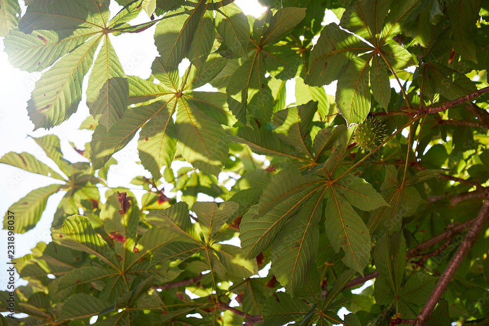 Kastanienbaum im Herbst mit Früchten bei Sonnenschein