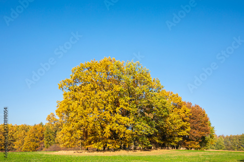 Landschaft im Herbst, Bäume am Waldrand