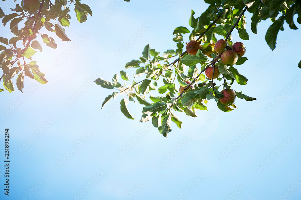 Apple tree with many fruits in summer. The sun is shining. Apple tree with many fruits in summer. The sun is shining.