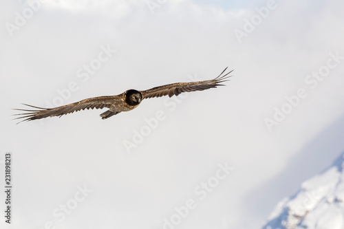 Bearded vulture  Gypaetus barbatus  immature  first year  Vanoise  France 2018