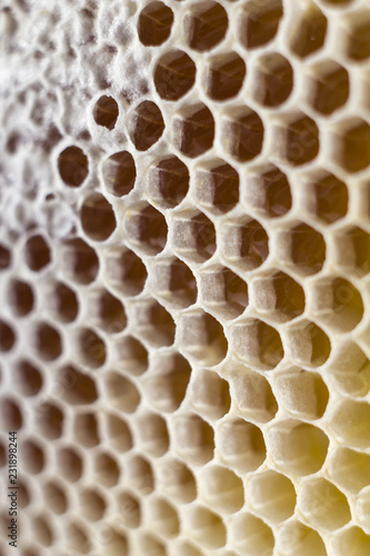 honeycombs full of honey. close up. macro