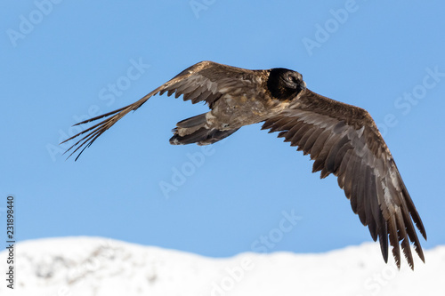 Bearded vulture, Gypaetus barbatus, immature, first year, Vanoise, France 2018