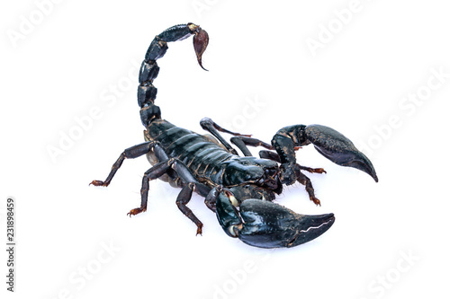 фотографія The black scorpion isolated on white background.