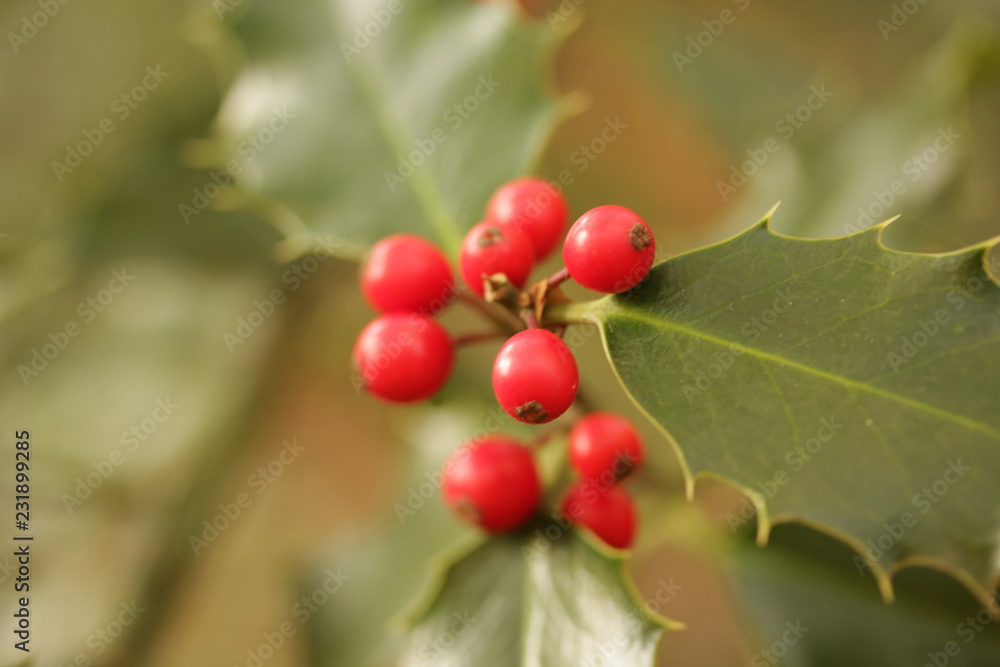 Fototapeta premium Nistelzweig, mistletoe