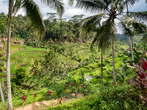 UBUD,BALI,INDONESIA , October 2108: Beautiful green rice terraces in the morning light near Tegallalang village