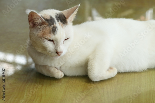 Sleeping ginger tomcat