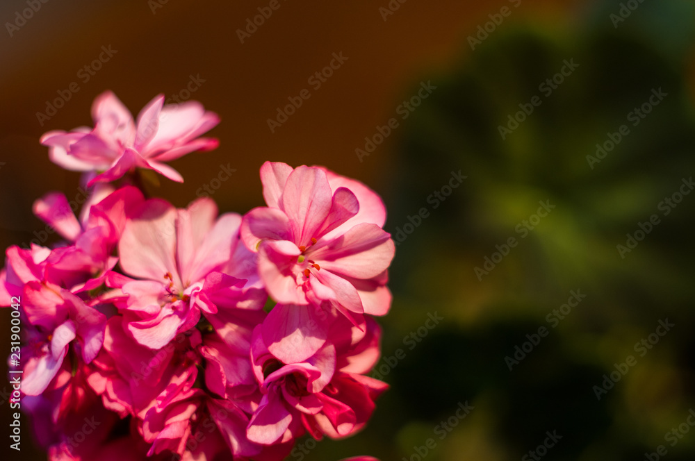 Lovely pink Pelargonium Geranium flowers, close up Lovely pink Pelargonium Geranium flowers, close up