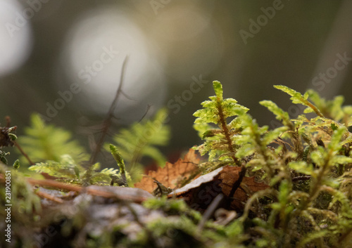  Feathermoss in Nordic forest photo