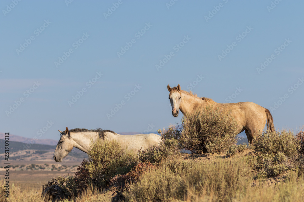 Obraz premium Wild horses in the Colorado High Desert