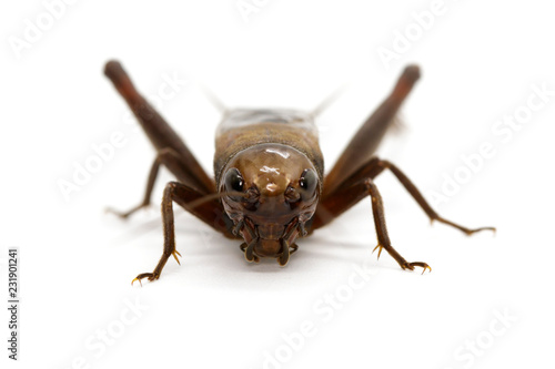 Image of cricket on white background., Insects. Animals © yod67